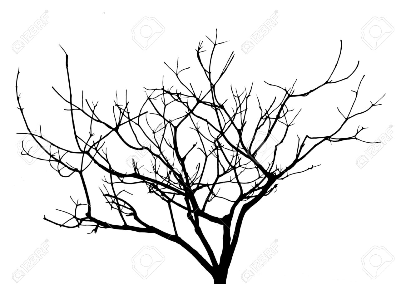 1300x910 Tree Shadow On White Background Stock Photo, Picture And Royalty
