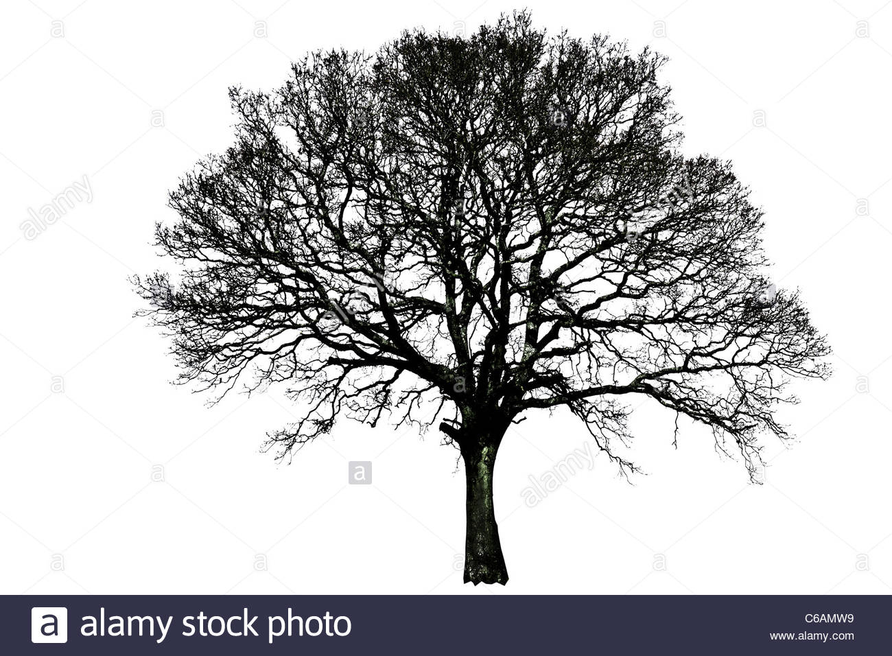 1300x956 Tree Silhouette Single Black And White Line Isolated Remote Alone