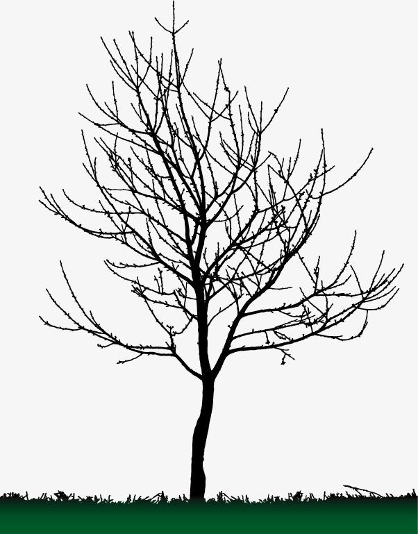 602x769 Tree Silhouette, Tall Tree, Black, Sketch Png And Vector For Free