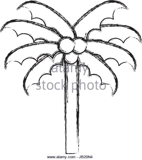 478x540 Cartoon Palm Tree Black And White Stock Photos Amp Images
