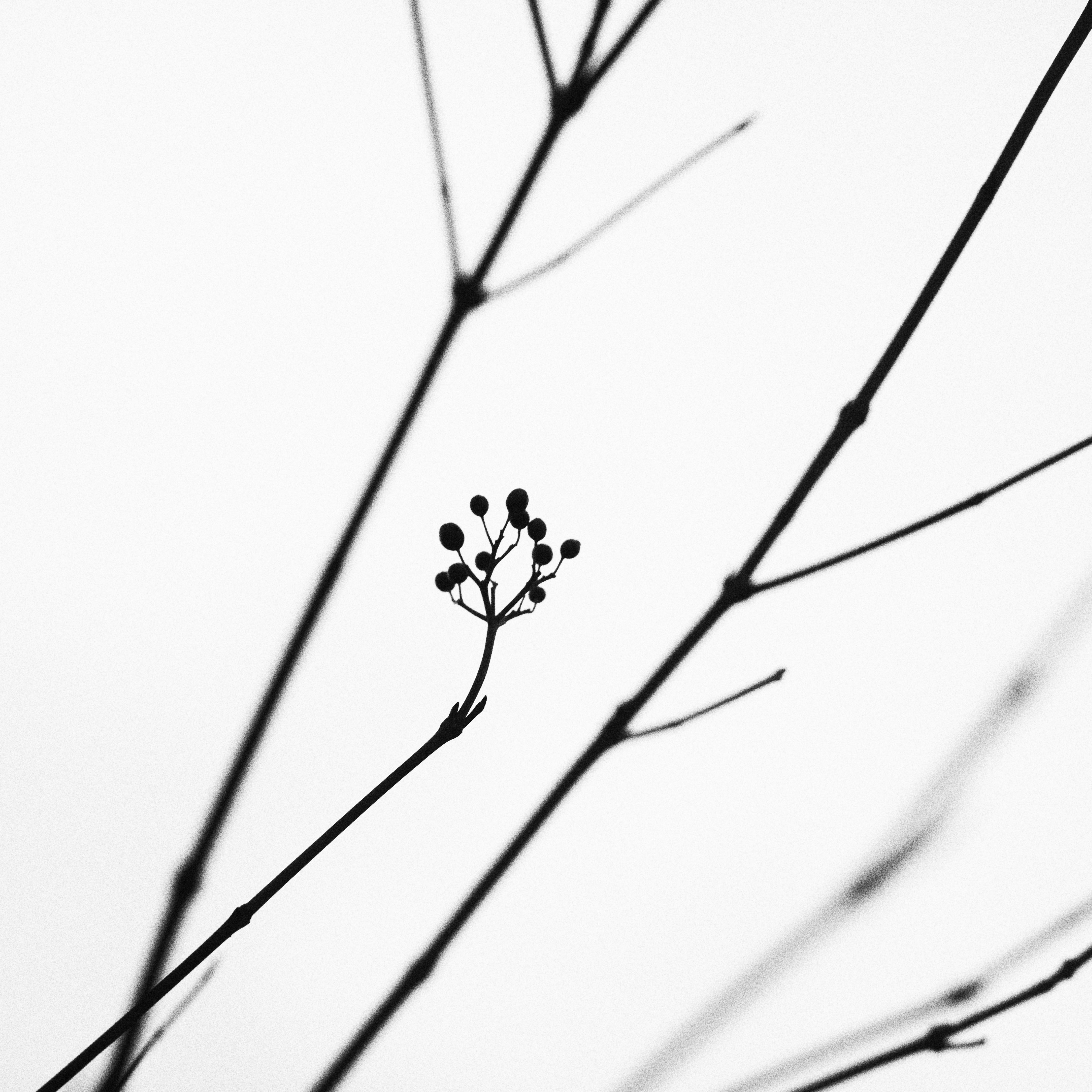 4724x4724 Free Images Nature, Outdoor, Branch, Black And White, Plant