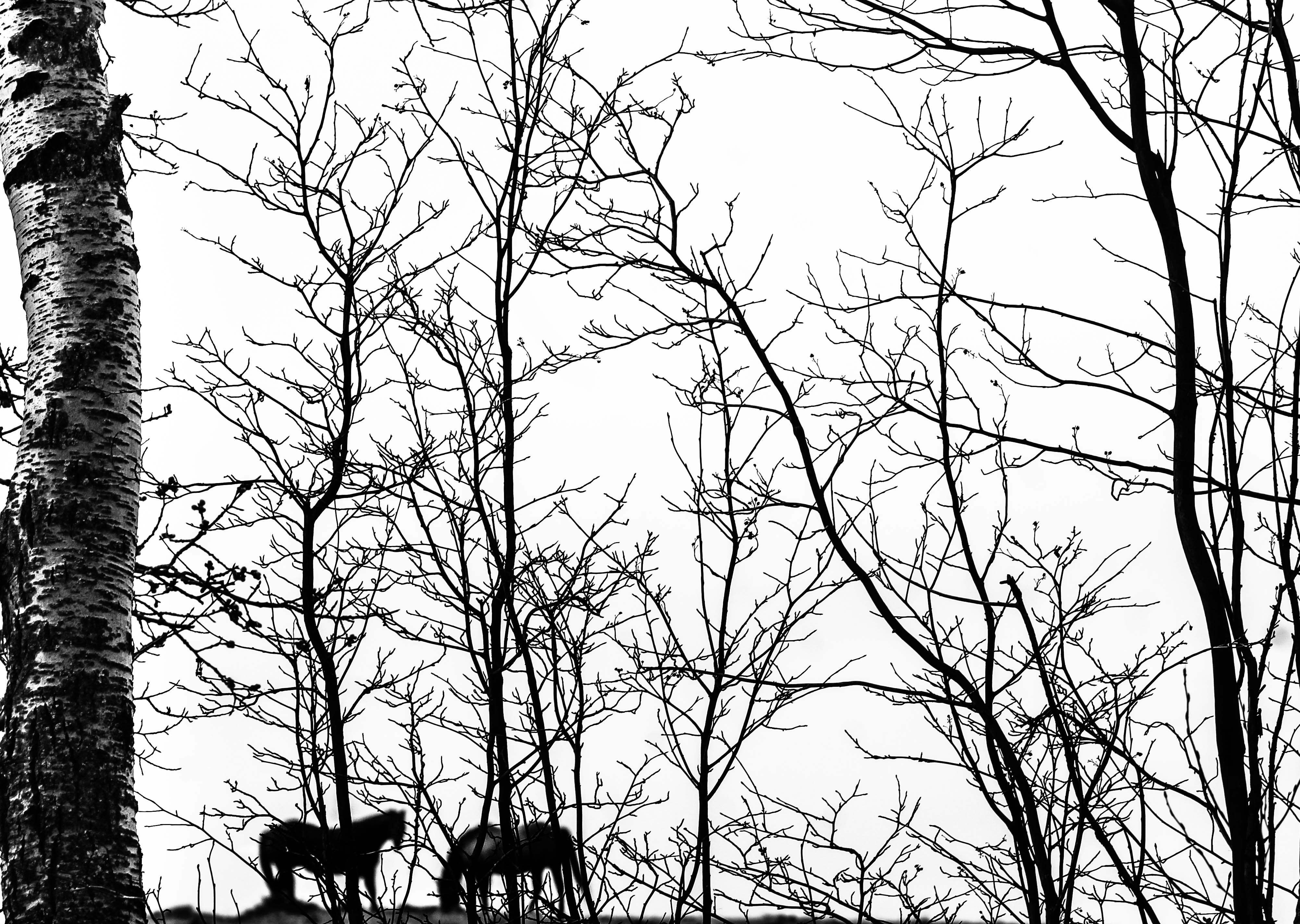 4006x2848 Free Images Tree, Branch, Black And White, Sketch, Drawing