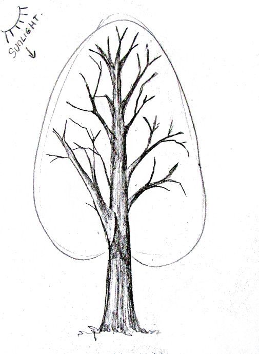 505x690 How To Draw A Tree Tutorial Drawing Sketches, Art