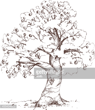 385x446 Photos Picture Of Tree Sketch,
