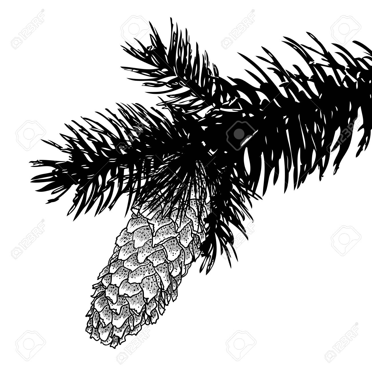 1300x1300 Sketch Hand Drawing Pine Cone On Tree Branch With Needles On White