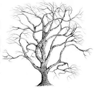 322x291 Oak Tree Drawing