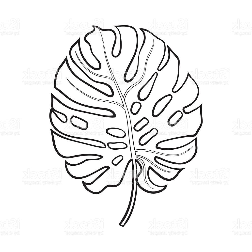 1024x1024 Best Full Leaf Of Monstera Palm Tree Sketch Vector Illustration