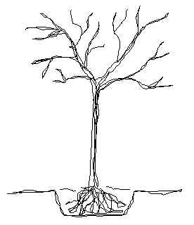276x320 Drawn Shrub Tress