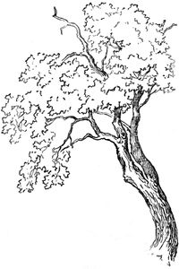 200x300 How To Draw Trees And Oak Trees With Simple Steps Tutorial