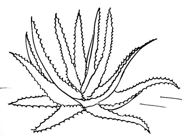 600x450 How To Draw A Date Palm Tree
