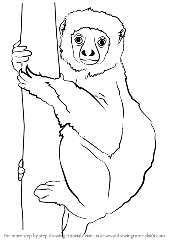 567x800 Learn How To Draw A Lemur On A Tree (Lemurs) Step By Step