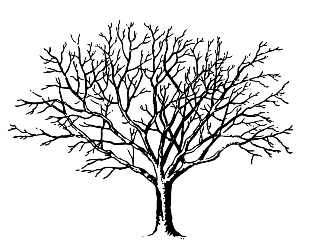 1024x817 Drawing Of A Tree With Branches