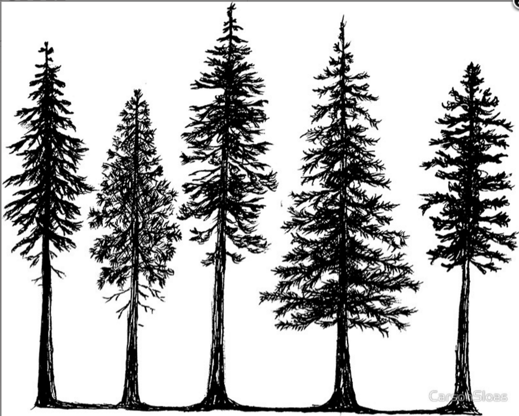 1040x834 Drawn Pine Tree Douglas Fir