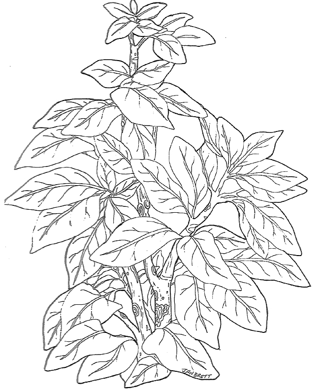 650x794 Egg Mural Tree Top