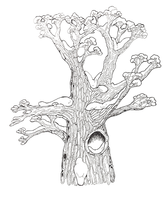 570x699 Hollow Tree Top Coloring Pages Painting Patterns