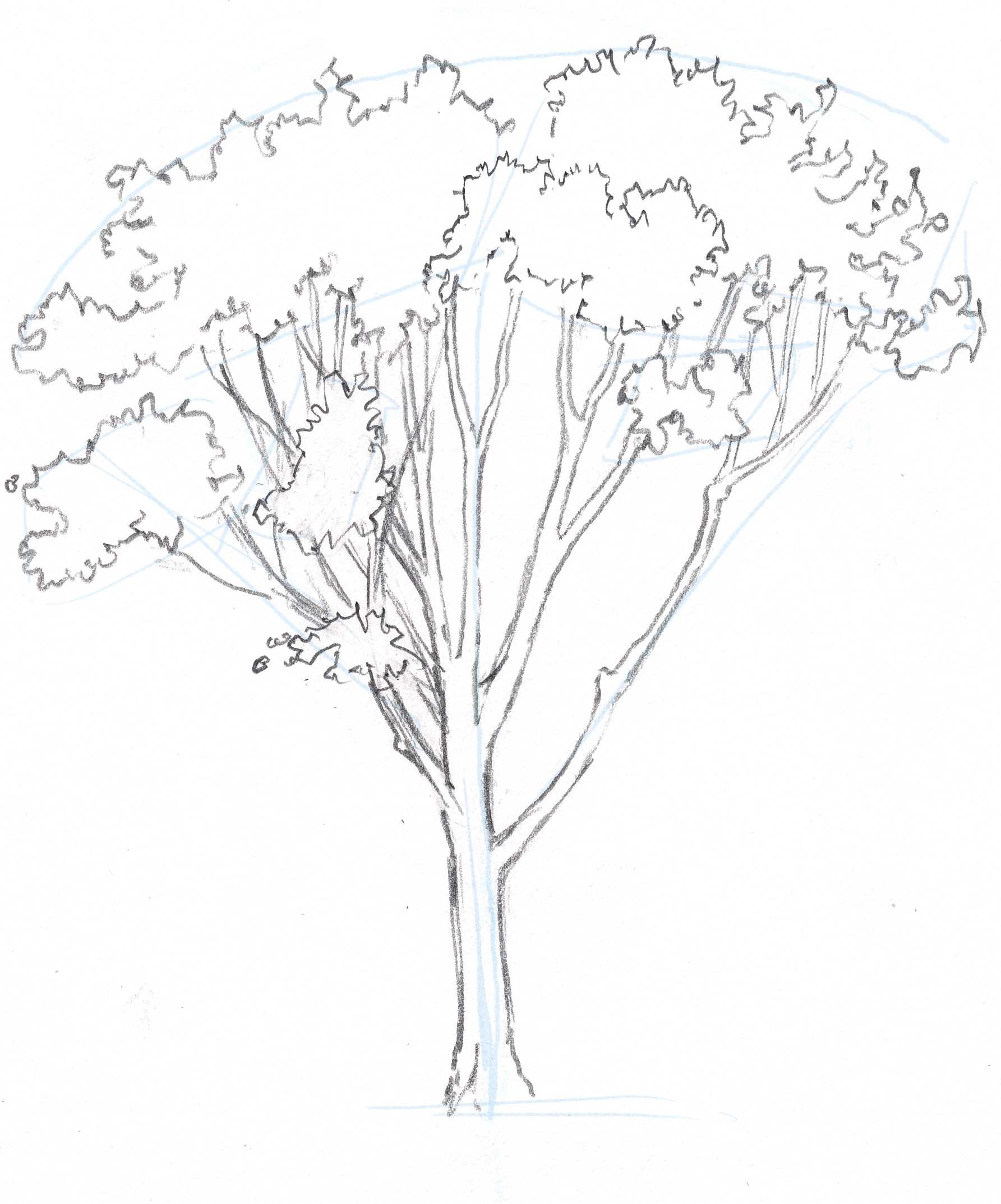 1785x2148 How To Draw Trees Oaks