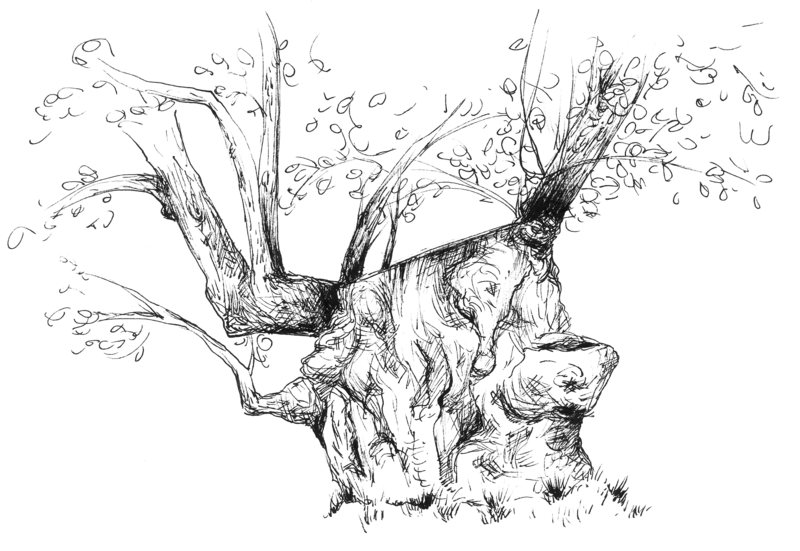 800x551 7 Nominees For The Best Tree In Literature