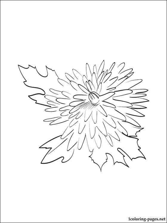 560x750 Top Chrysanthemum Coloring Pages New Seamless Pattern Style