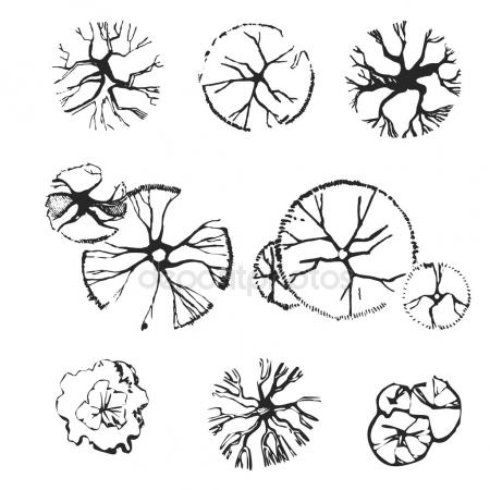 450x450 Top View Tree Stock Vectors, Royalty Free Top View Tree