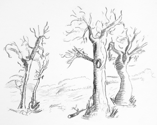 600x480 Drawn Dead Tree Pencil Drawn