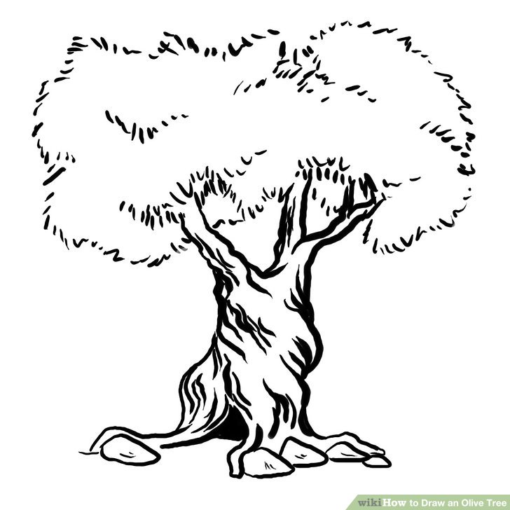 728x728 How To Draw An Olive Tree 6 Steps (With Pictures)
