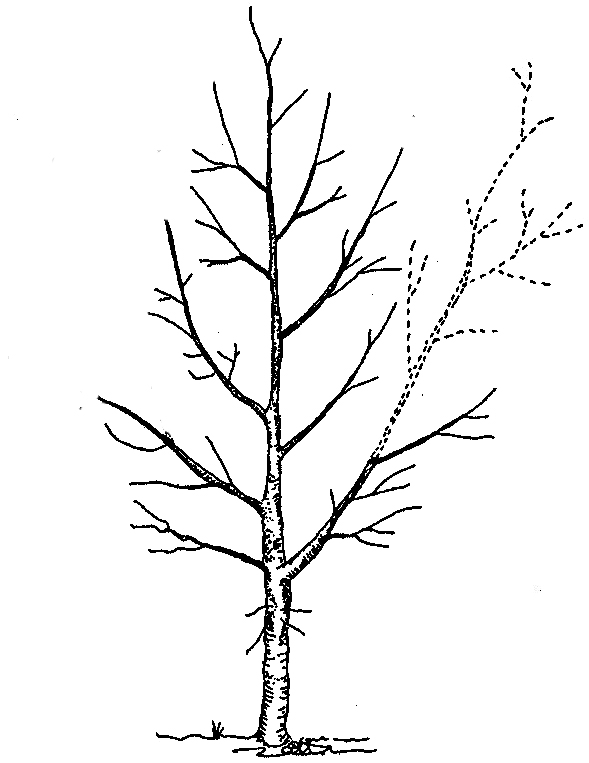 589x763 Urban Tree Foundation