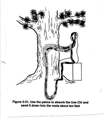 350x391 How To Befriend A Tree