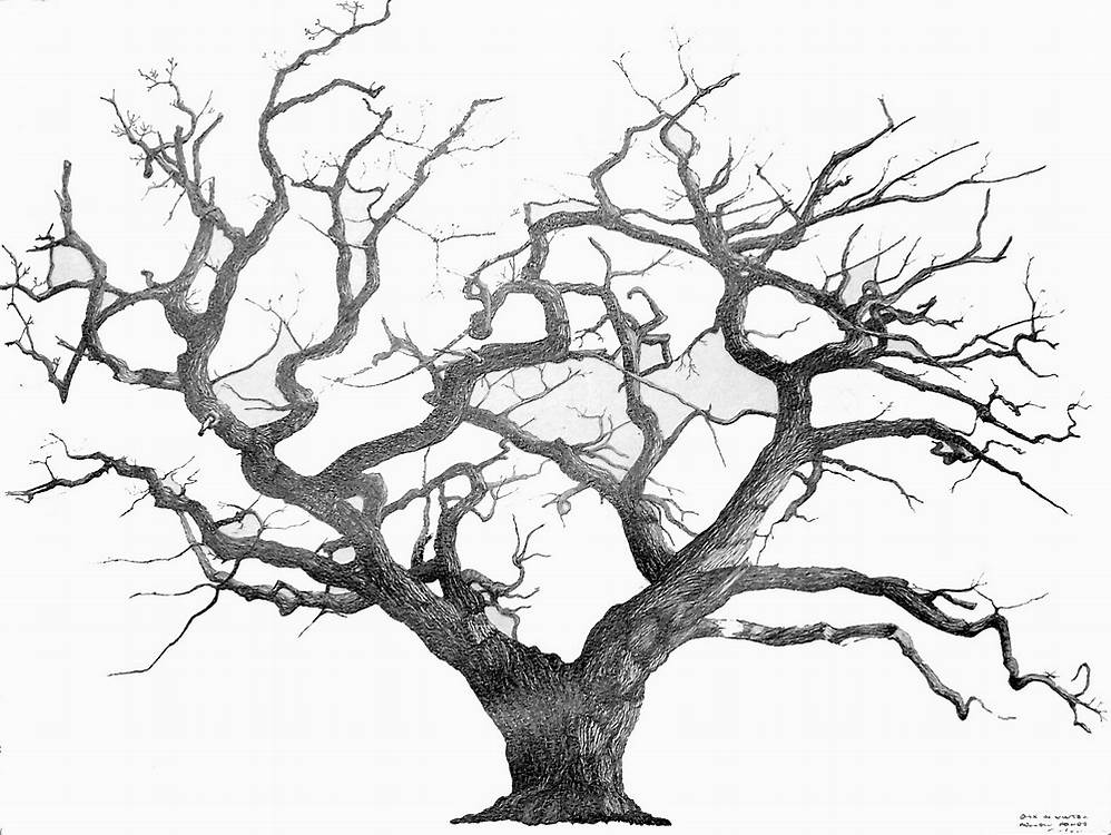 Tree Trunk Line Drawing at GetDrawings | Free download