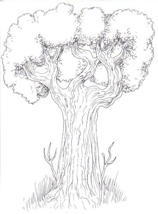 520x704 Drawing Trees How To Draw A Tree Step By Step Drawing Trees