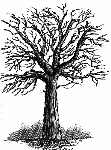 371x500 Learn To Draw Simple Landscapes In Pen And Ink My Pen And Ink