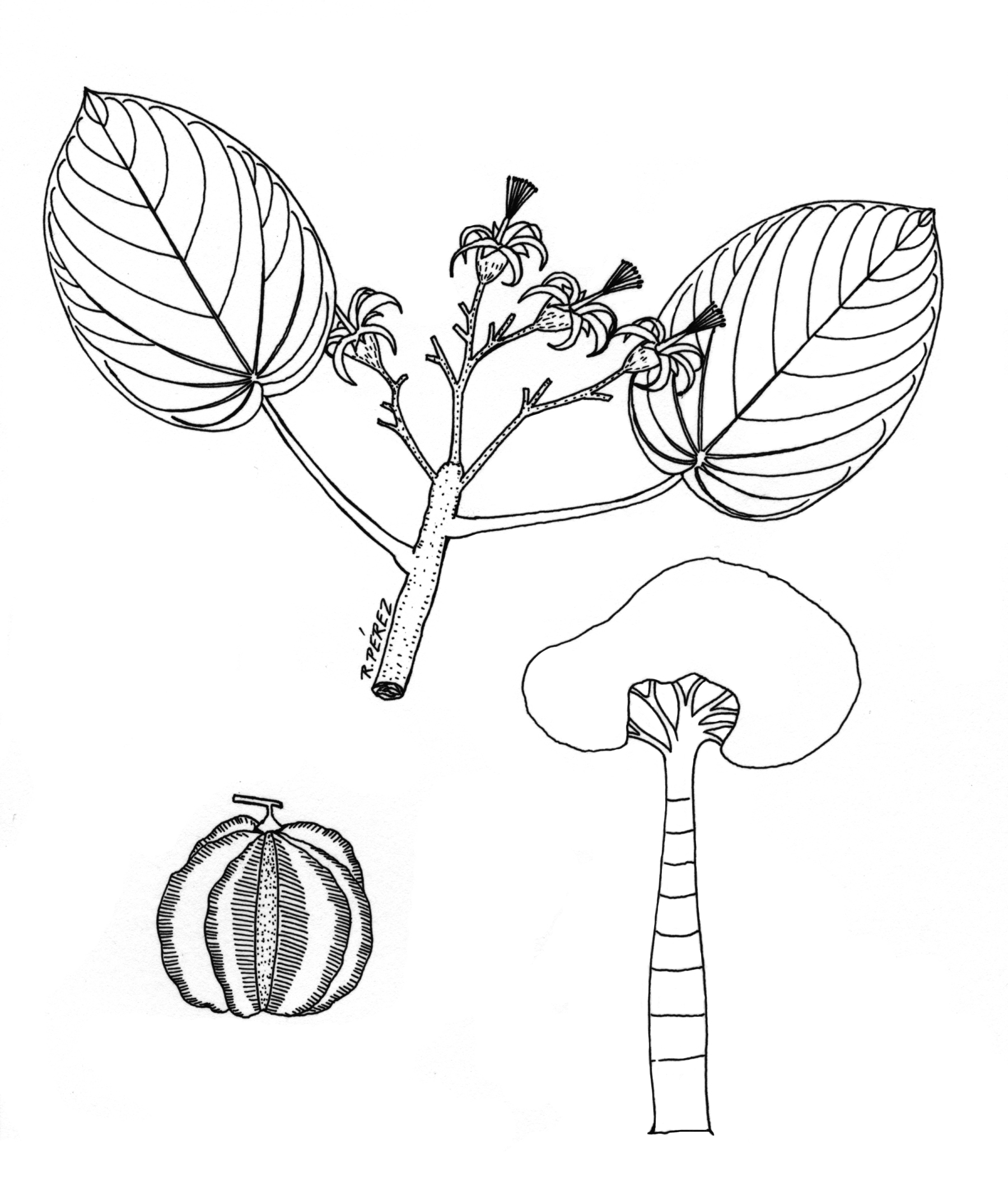 1800x2127 Panama Watershed Tree Atlas