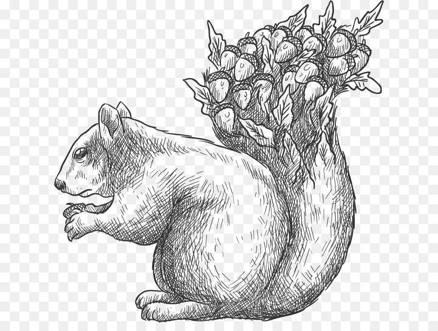 900x680 Drawing Euclidean Vector Tree Squirrel Acorn