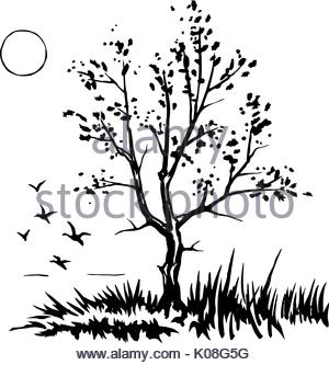 300x333 Oak Tree Vector Illustration Cutout Stock Vector Art