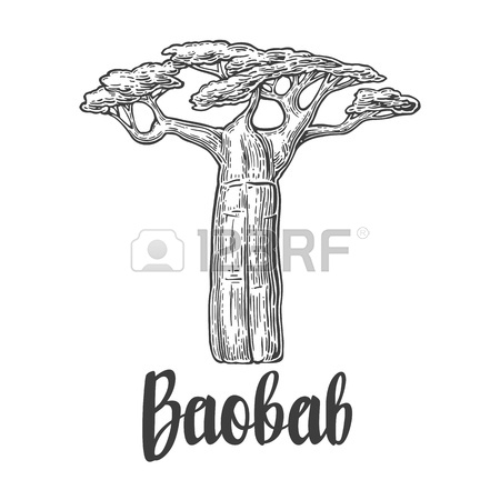 450x450 Baobab Tree. Vector Vintage Engraved Illustration On White