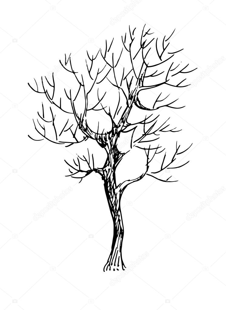 746x1023 Black And White Sketch Of A Tree. Vector Illustration Stock