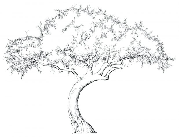 618x474 Coloring Terrific Tree With Branches Outline. Tree Branches