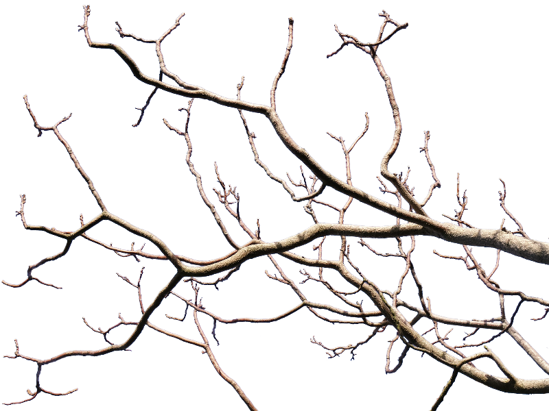 800x600 Dead Tree Branch With Transparent Background Png (Isolated Objects