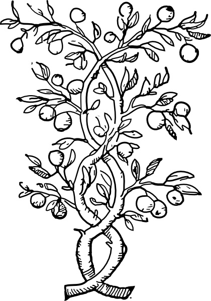 420x598 Fruit Tree Branches Clip Art Free Vector In Open Office Drawing