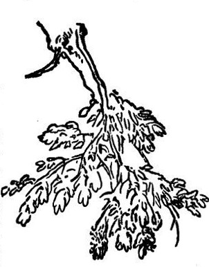 302x386 The Elements Of Drawing, By John Ruskin Letter2