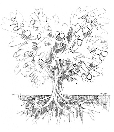 438x507 Drawn Roots Fruit Tree