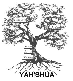 290x323 Hebrew Roots Movement Believers Are Grafted Into And Become