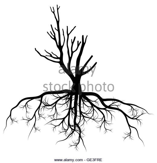 520x540 Tree Drawing With Roots Stock Photos Amp Tree Drawing With Roots