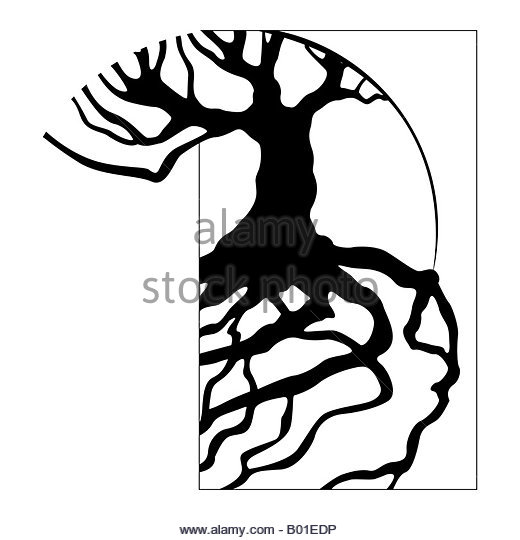 520x540 Tree Roots Stock Photos Amp Tree Roots Stock Images