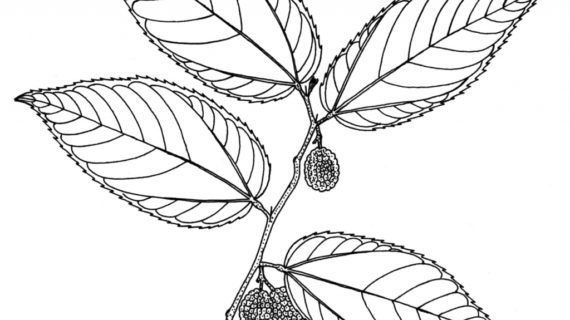 570x320 Drawings Of Trees With Leaves Panama Watershed Tree Atlas