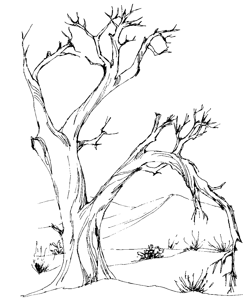 968x1205 Drawn Dead Tree Tree Line