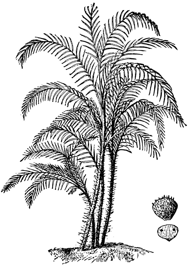 751x1064 Palm Tree Line Art Stock 3 By Ihcoyc