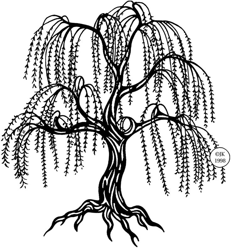 736x795 Weeping Willow Coloring Pages