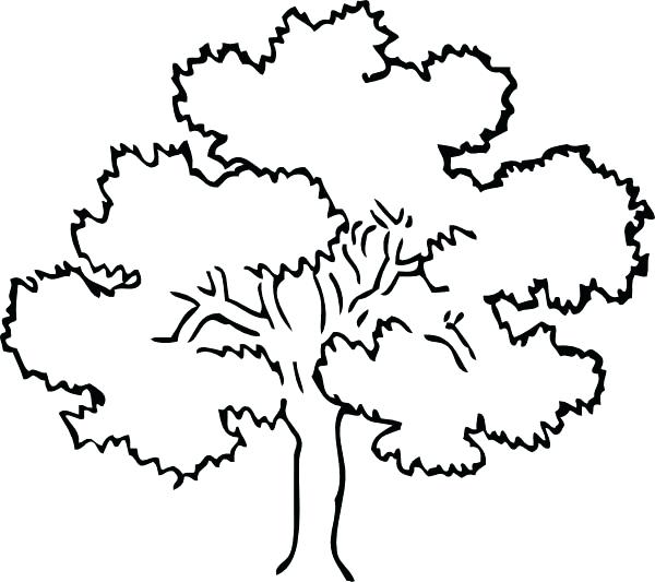 600x533 Coloring Pages Of Trees Awesome Drawing Oak Tree Coloring Page