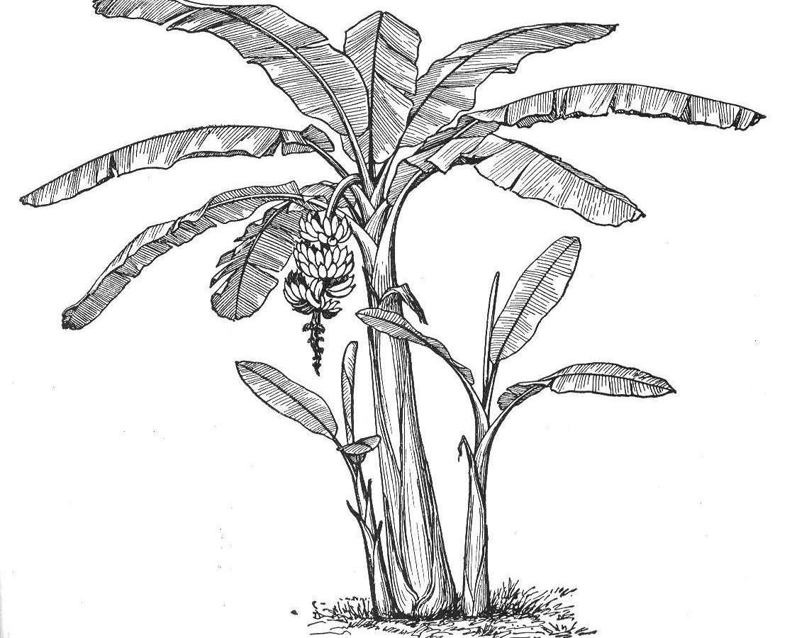 1117x900 Drawn Banana Coloring Page Pencil And In Print Printable Tree Kids