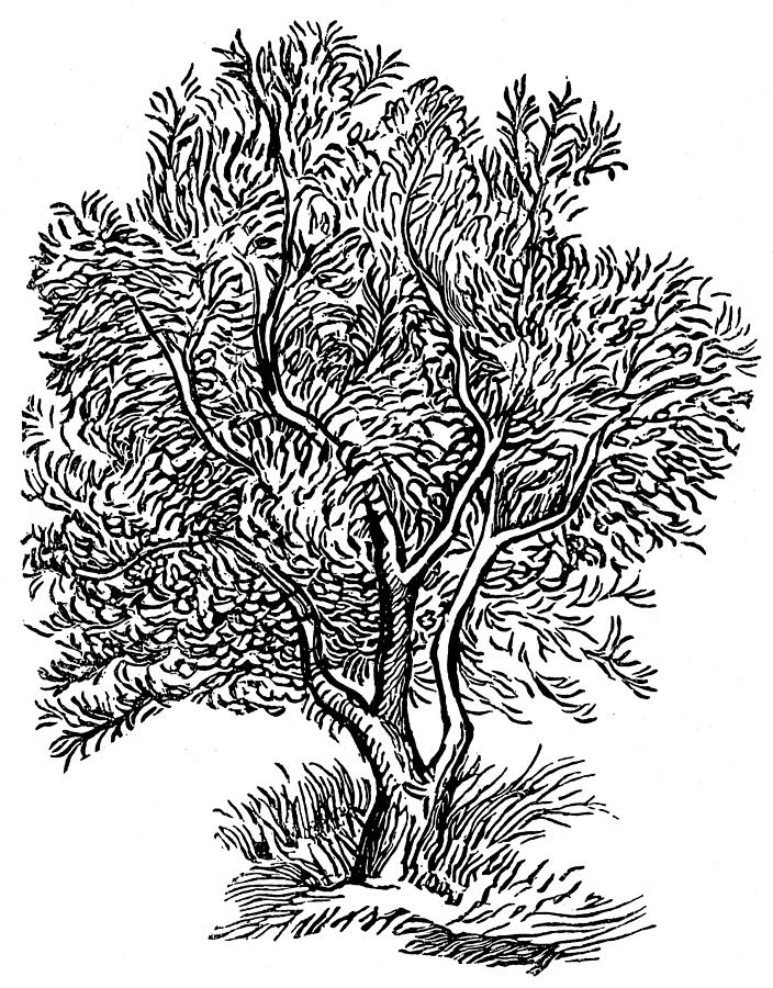 704x900 Olive Trees Drawings Fine Art America